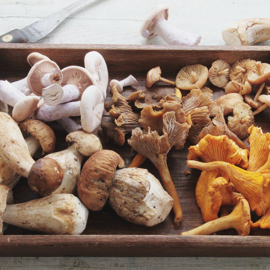 The Lowdown on Mushrooms in Texas - Thrive Apothecary